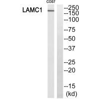 MSH6 Antibody