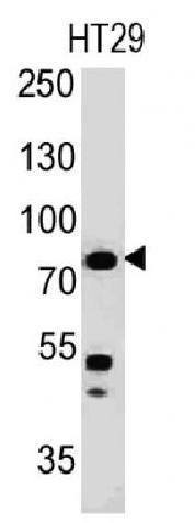MSN Antibody