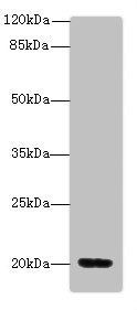 MSRB2 Antibody