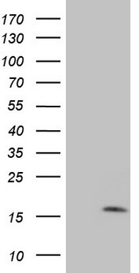 MSRB3 Antibody