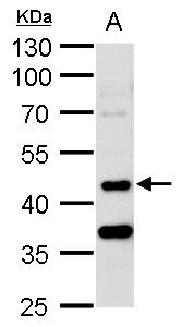 serine/threonine kinase 24 Antibody