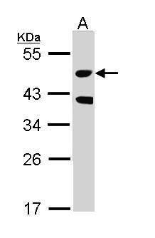 serine/threonine kinase 24 Antibody