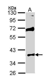 MST4 Rabbit Polyclonal Antibody