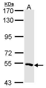 MSTO1 Rabbit Polyclonal Antibody