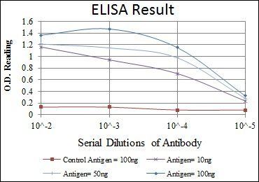 MSX1 Antibody