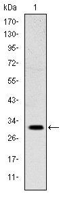 MSX1 Antibody