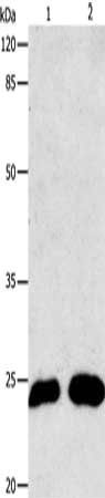 MT-CO2 Antibody