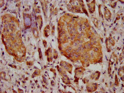 MT3 Antibody