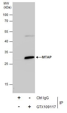 MTAP Rabbit Polyclonal Antibody