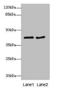 MTCH1 Antibody