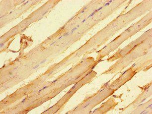 MTERF4 Antibody