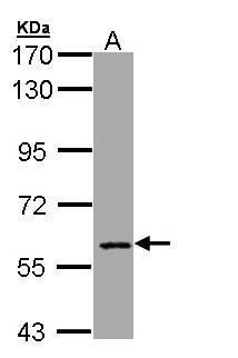 MTGR1 Rabbit Polyclonal Antibody