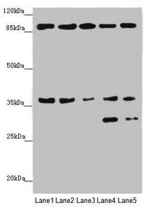 MTHFD2 Antibody