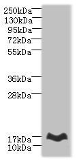 MTHFD2L Antibody