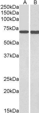 MTM1 Antibody