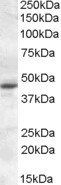 MTNR1A Antibody
