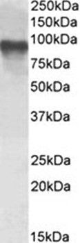 CRTC2 Antibody
