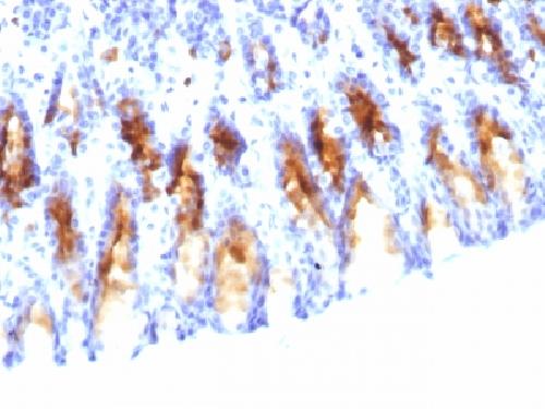 MUC5AC (Mucin 5AC / Gastric Mucin) Antibody
