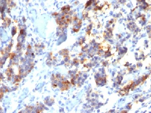 MUC5AC (Mucin 5AC / Gastric Mucin) Antibody