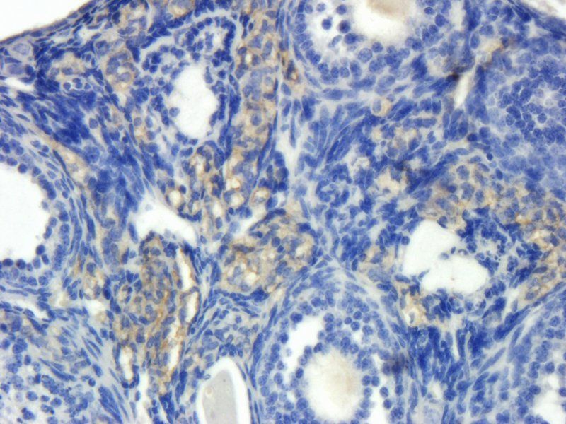 Muc5B Rabbit Polyclonal Antibody