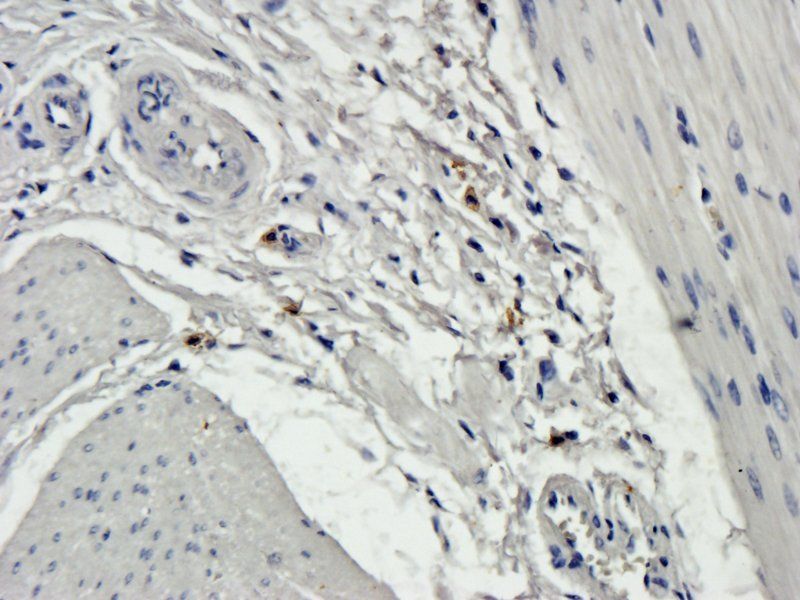 Muc5B Rabbit Polyclonal Antibody