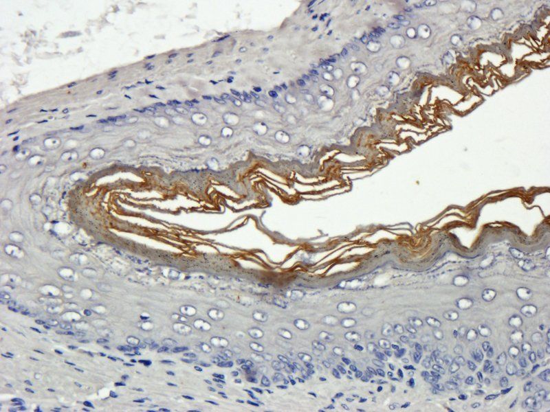 Muc5B Rabbit Polyclonal Antibody