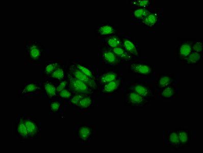 MUS81 Antibody