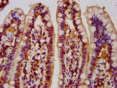 MUS81 Antibody