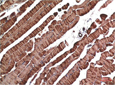 Muscle actin Antibody