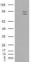 Mutarotase Antibody