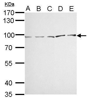 MVP/LRP antibody