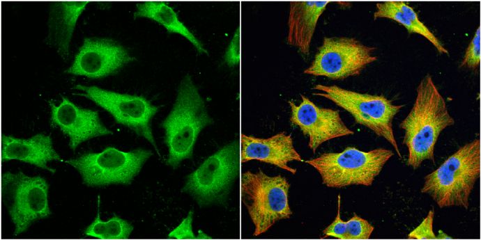 MX1 Rabbit Polyclonal Antibody