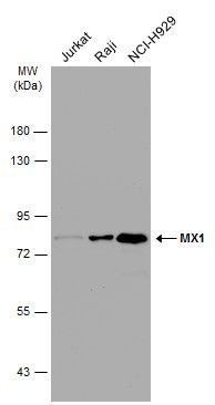 MX1 Rabbit Polyclonal Antibody