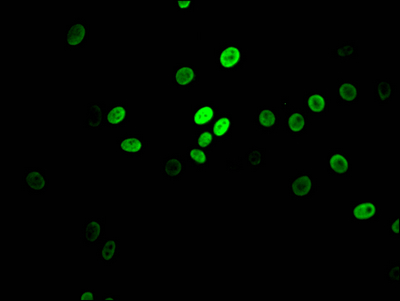MYBBP1A Antibody