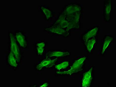 MYBL2 Antibody