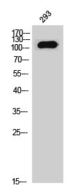 MYBPC1 Antibody