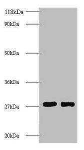 MPZ Antibody