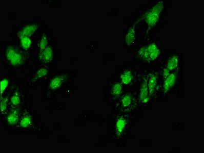MYF6 Antibody