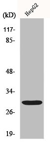MYF6 Antibody