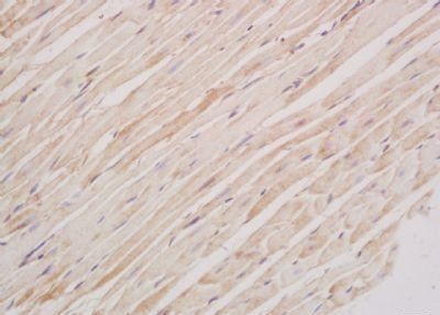 Myf6 Rabbit Polyclonal Antibody