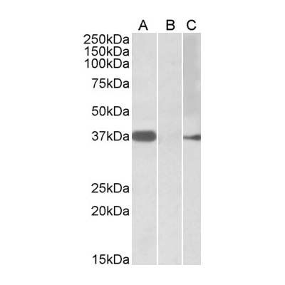 Herculin/MYF6 Antibody