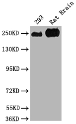 MYH10 Antibody