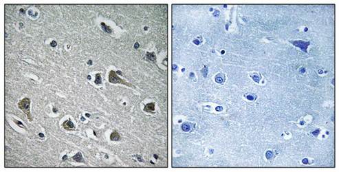 MYLIP Antibody
