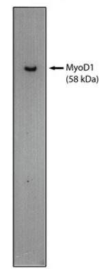 Mouse Human MyoD1 Antibody