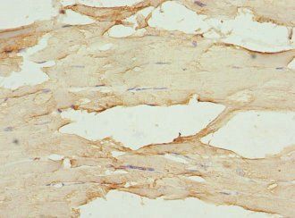 MB Antibody