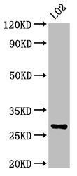 MB Antibody
