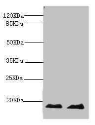 MB Antibody