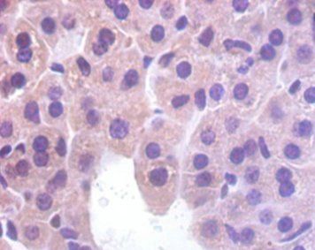 MB Antibody