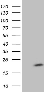 MYOT Antibody