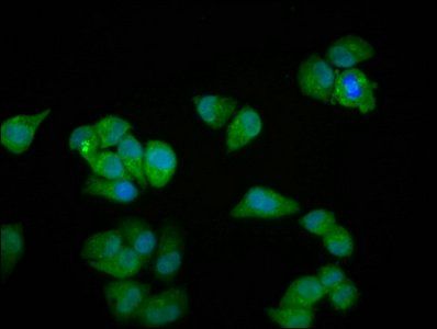 MYOZ2 Antibody